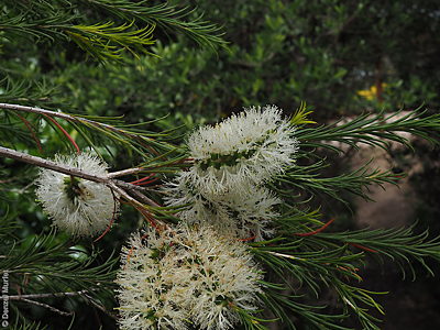 Melaleuca armillaris ssp. armillaris flr Denzel Murfet Port Elliot